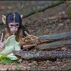 Baby Bergaffe ( Salem - Bodensee )