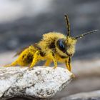 Baby Biene, korrigiere    - Wildbiene-