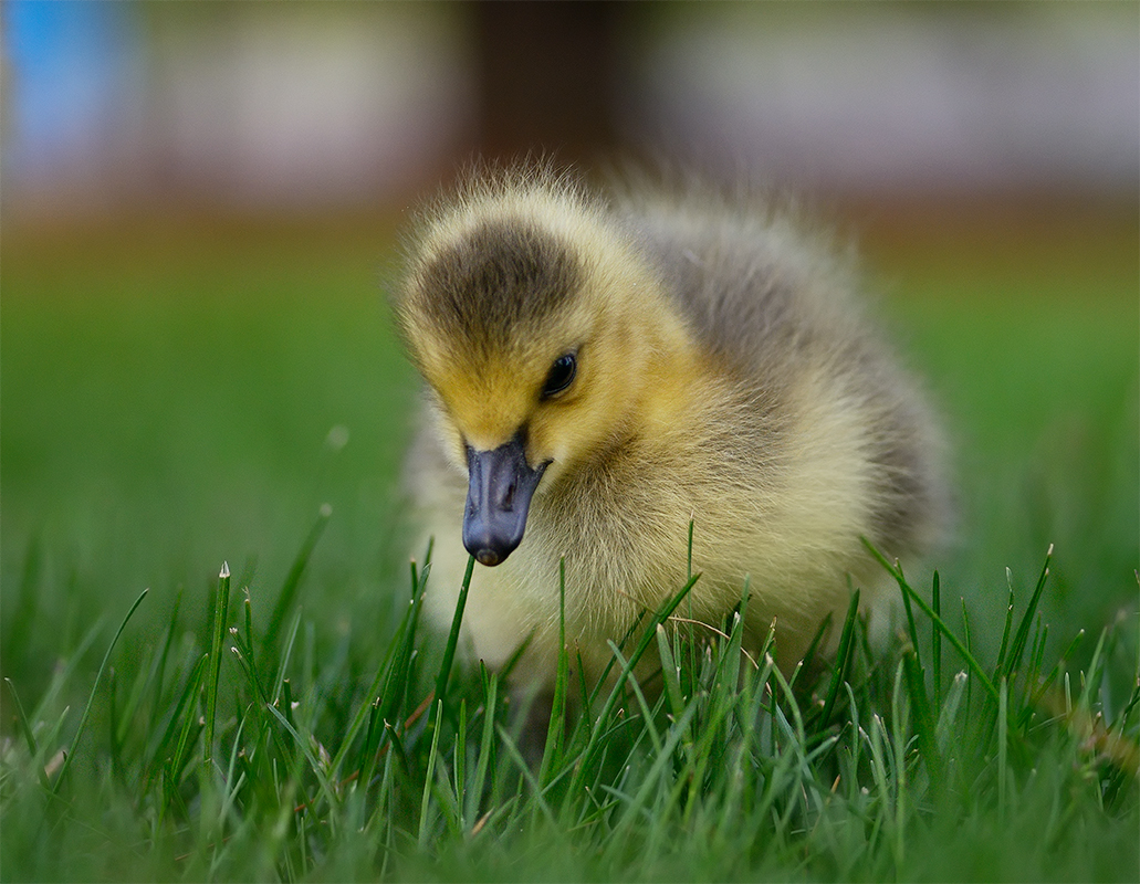 baby bird of a Canadian goose