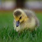 baby bird of a Canadian goose