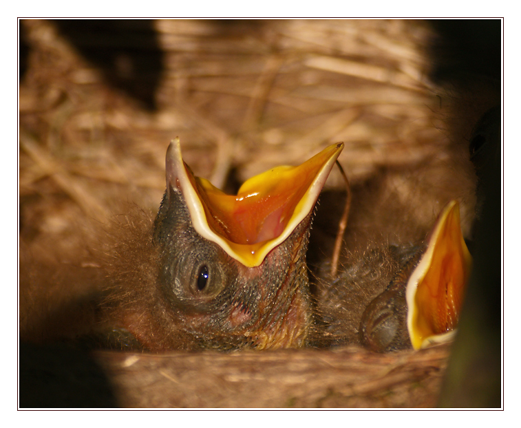 baby birds