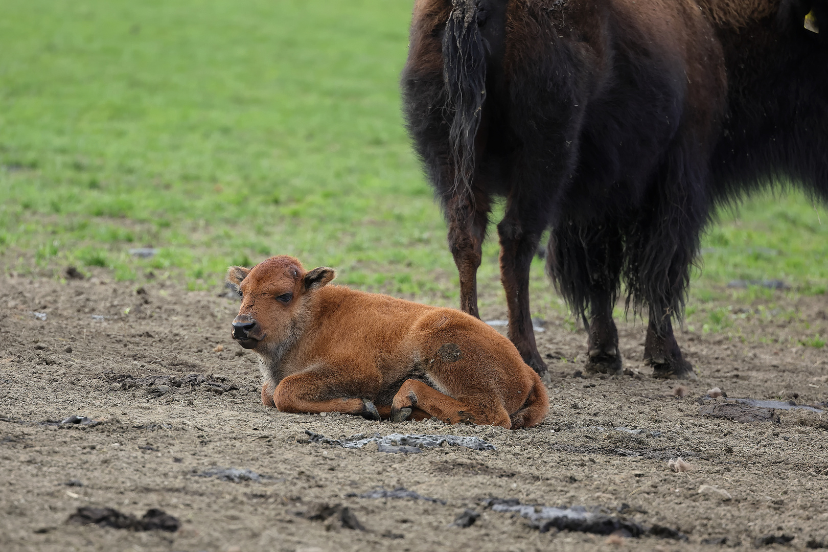 Baby-Bison