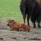 Baby-Bison