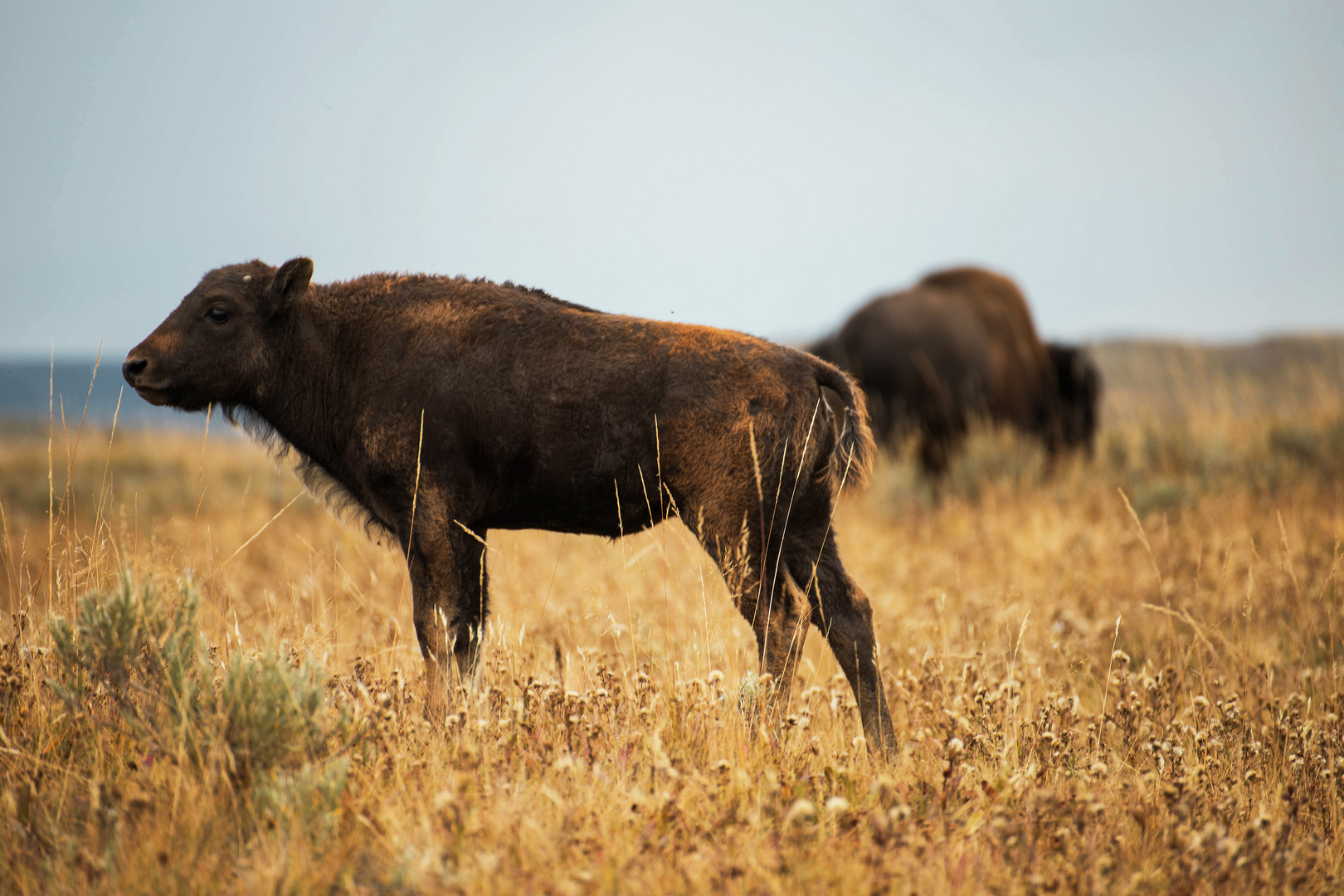 Baby bison