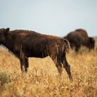 Baby bison