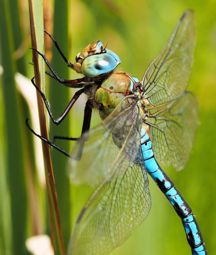 Baby Blue eyes ...