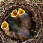 Baby Bluebirds