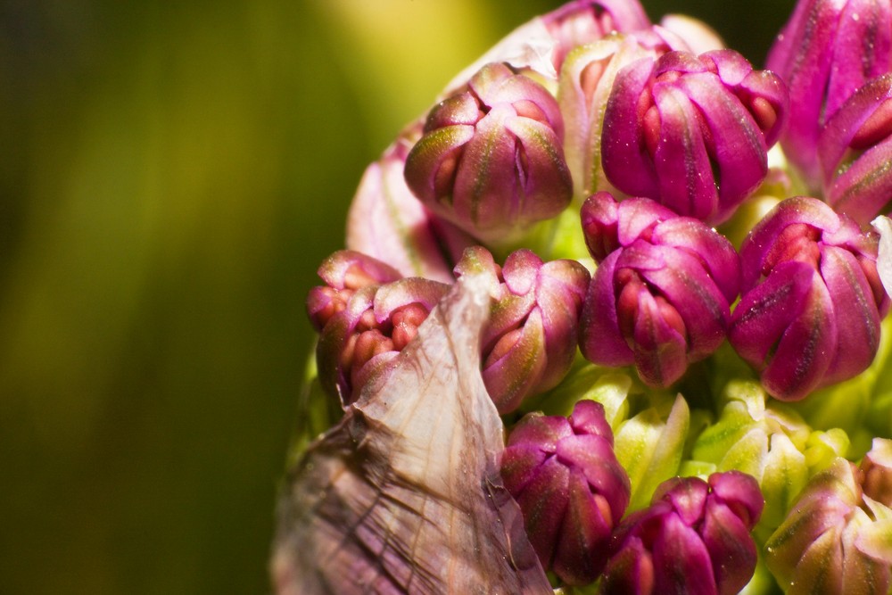 Baby Blumen