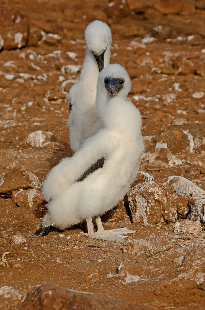 Baby Boobies