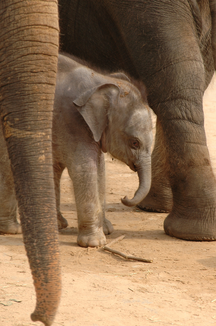 Baby-Boom im Zoo Hannover