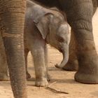 Baby-Boom im Zoo Hannover