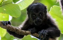 Baby-Brüllaffe in Costa Rica