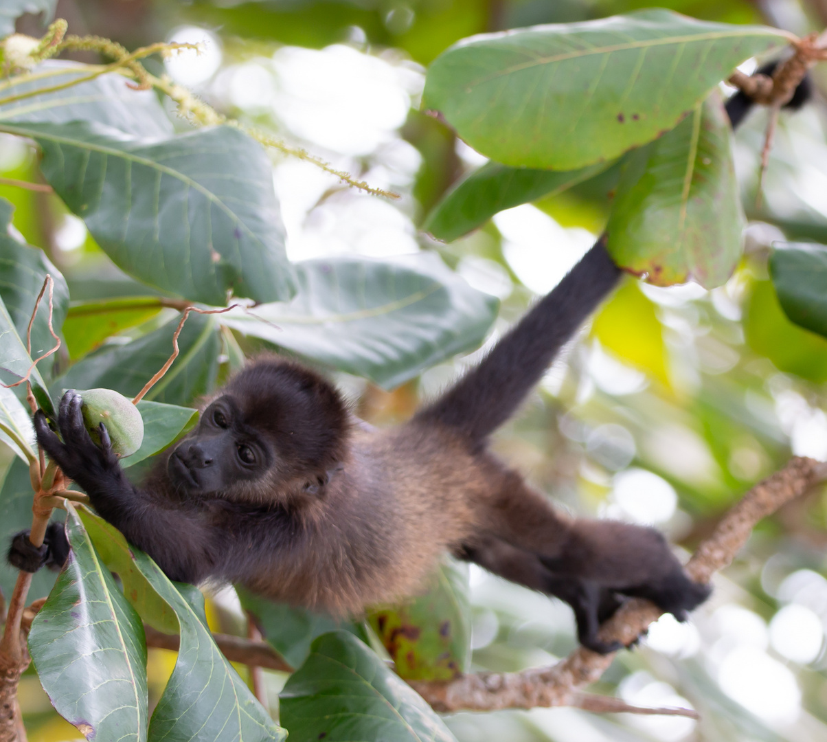 Baby-Brüllaffe in Costa Rica