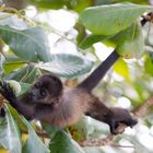 Baby-Brüllaffe in Costa Rica