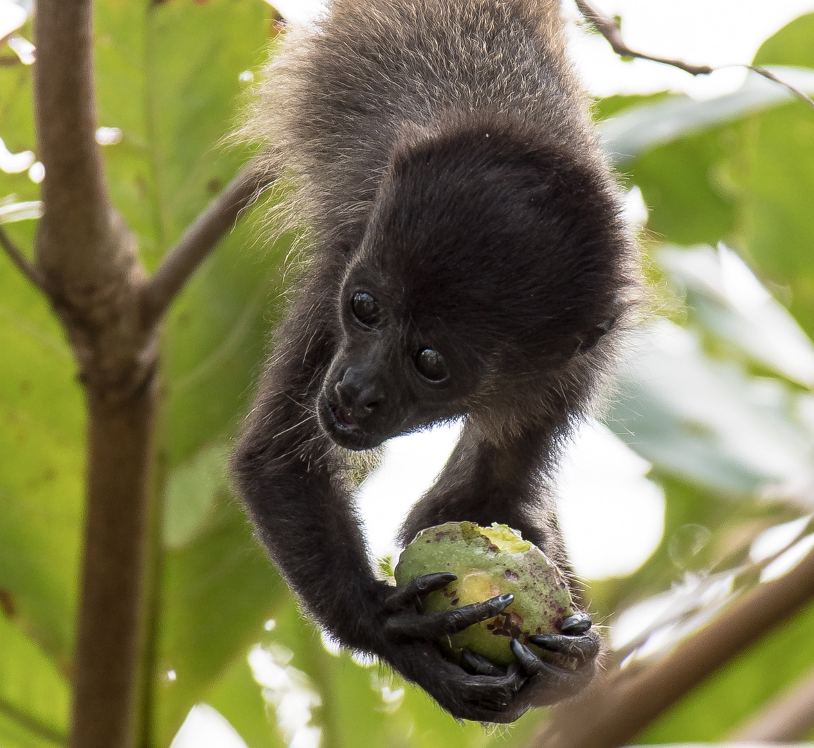 Baby-Brüllaffe in Costa Rica