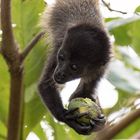 Baby-Brüllaffe in Costa Rica