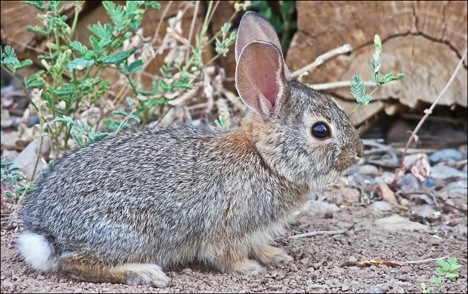 Baby Bunny :-))))))