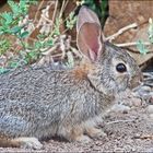 Baby Bunny :-))))))