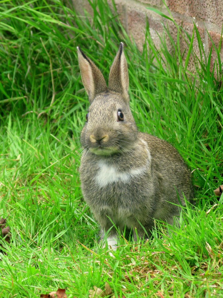 Baby bunny in the grass