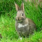 Baby bunny in the grass