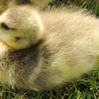 Baby Canadian gosling