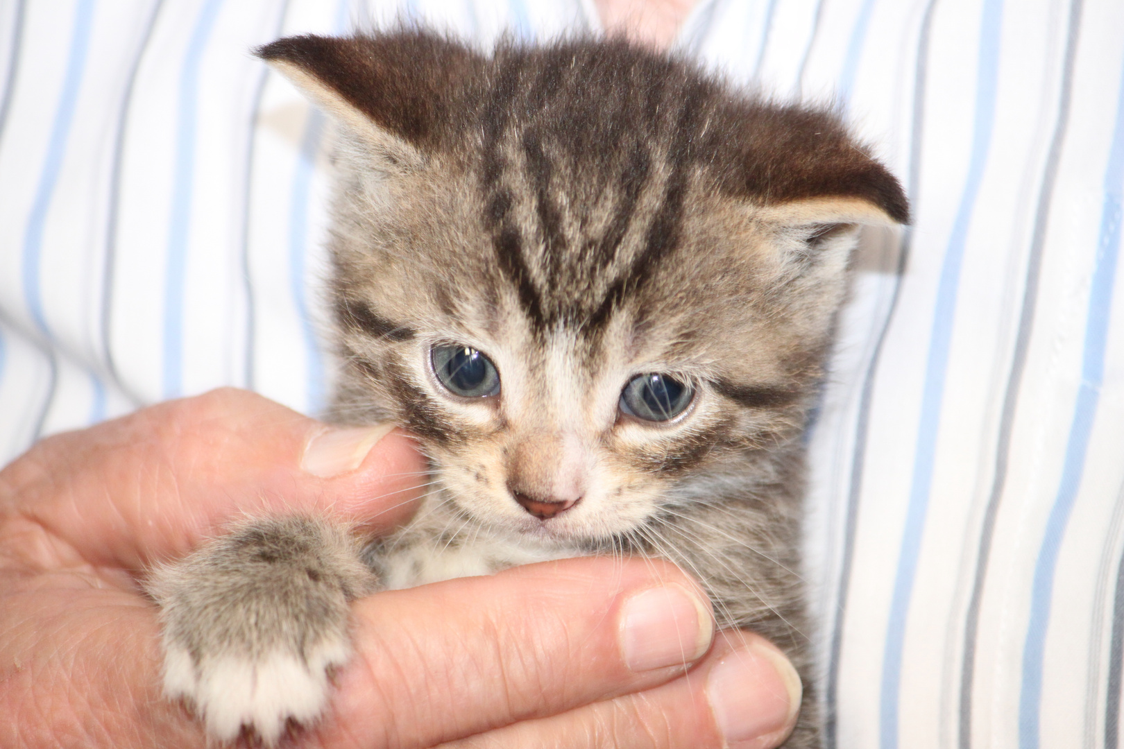 Baby Cat June 2012