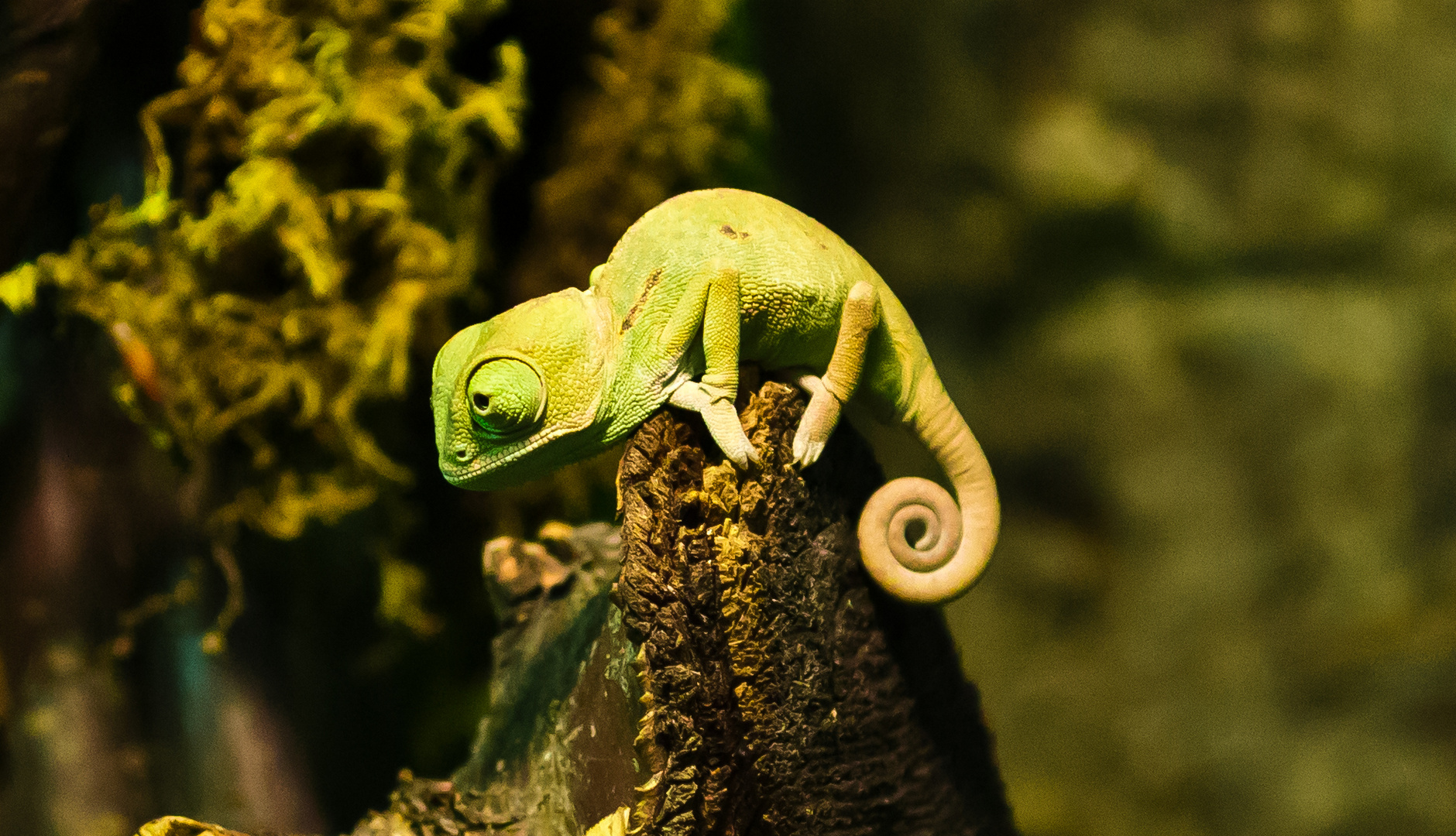 Baby Chamaleon Foto Bild Tiere Wildlife Amphibien Reptilien Bilder Auf Fotocommunity