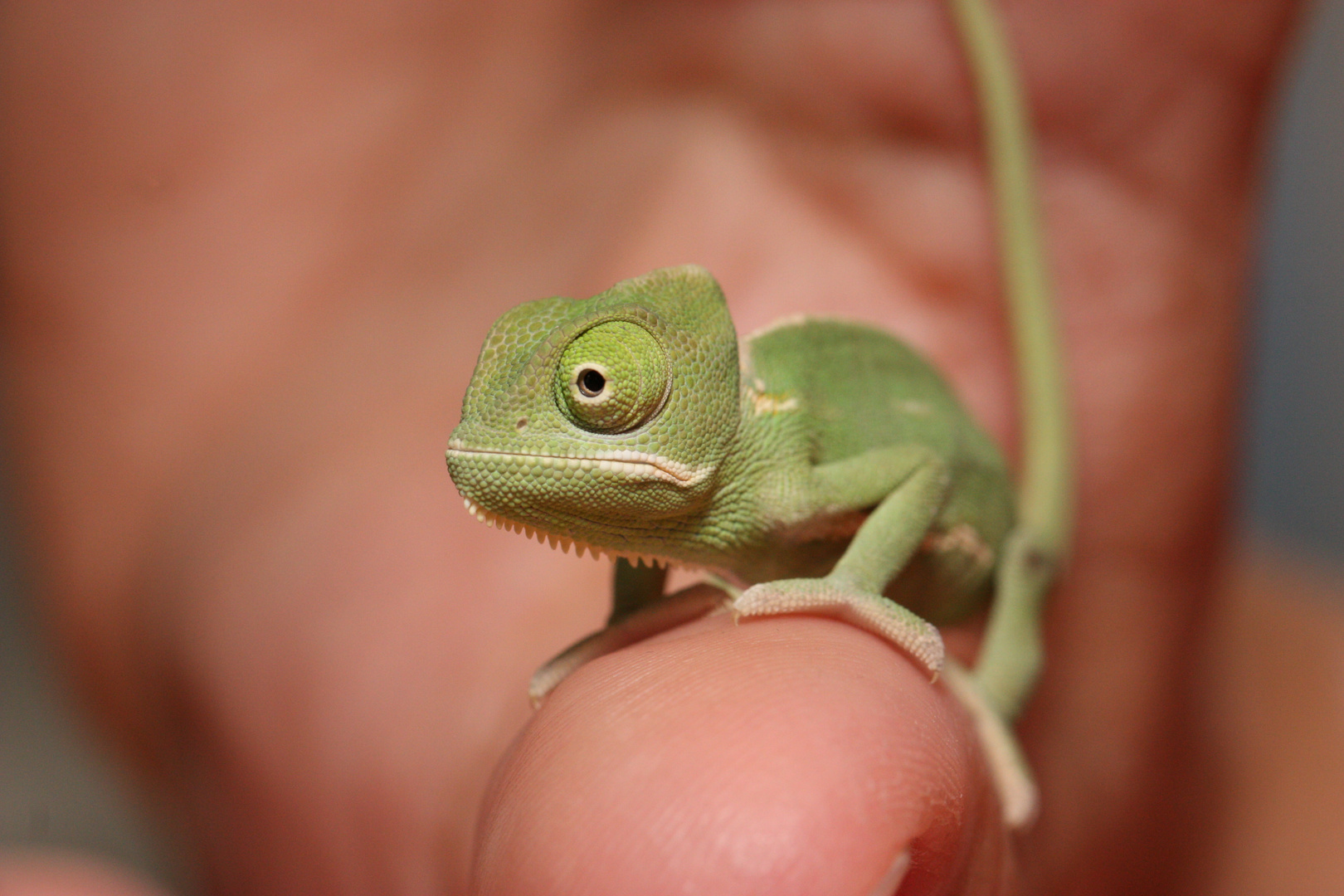 Baby Chamaleon Foto Bild Tiere Haustiere Terraristik Bilder Auf Fotocommunity