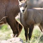 baby chamois