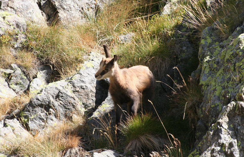 Baby Chamois