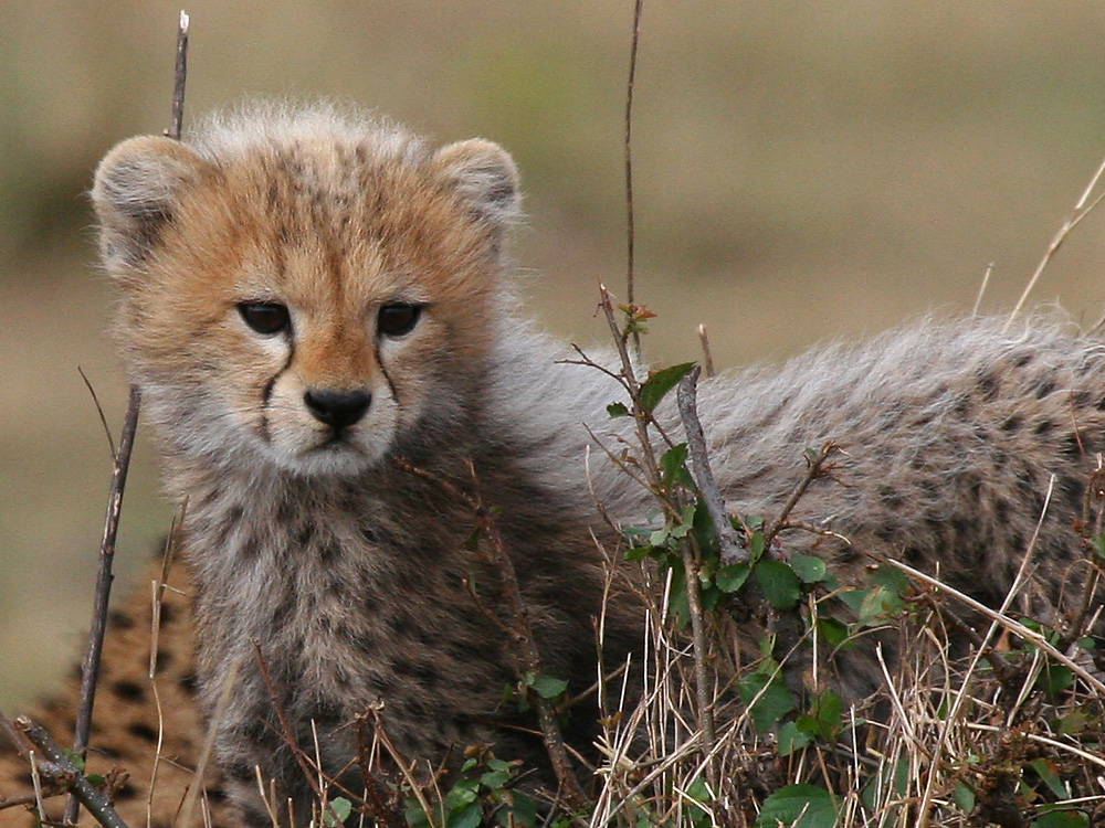 Baby Cheetah #1