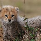 Baby Cheetah #1