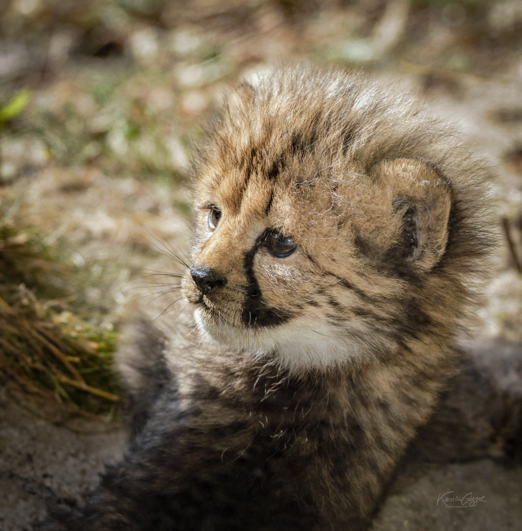 baby cheetah