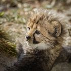 baby cheetah