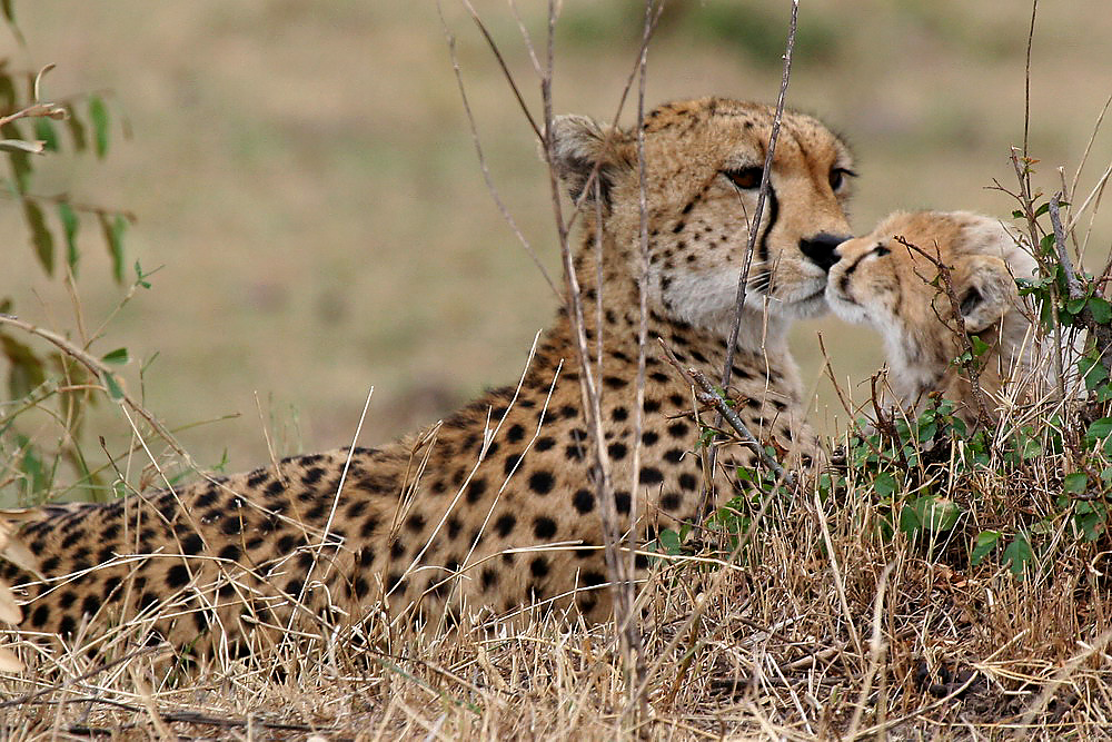 Baby Cheetah #2