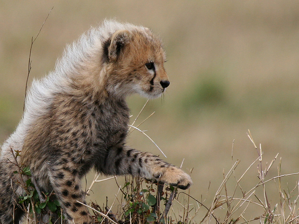 Baby Cheetah #3