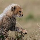 Baby Cheetah #3