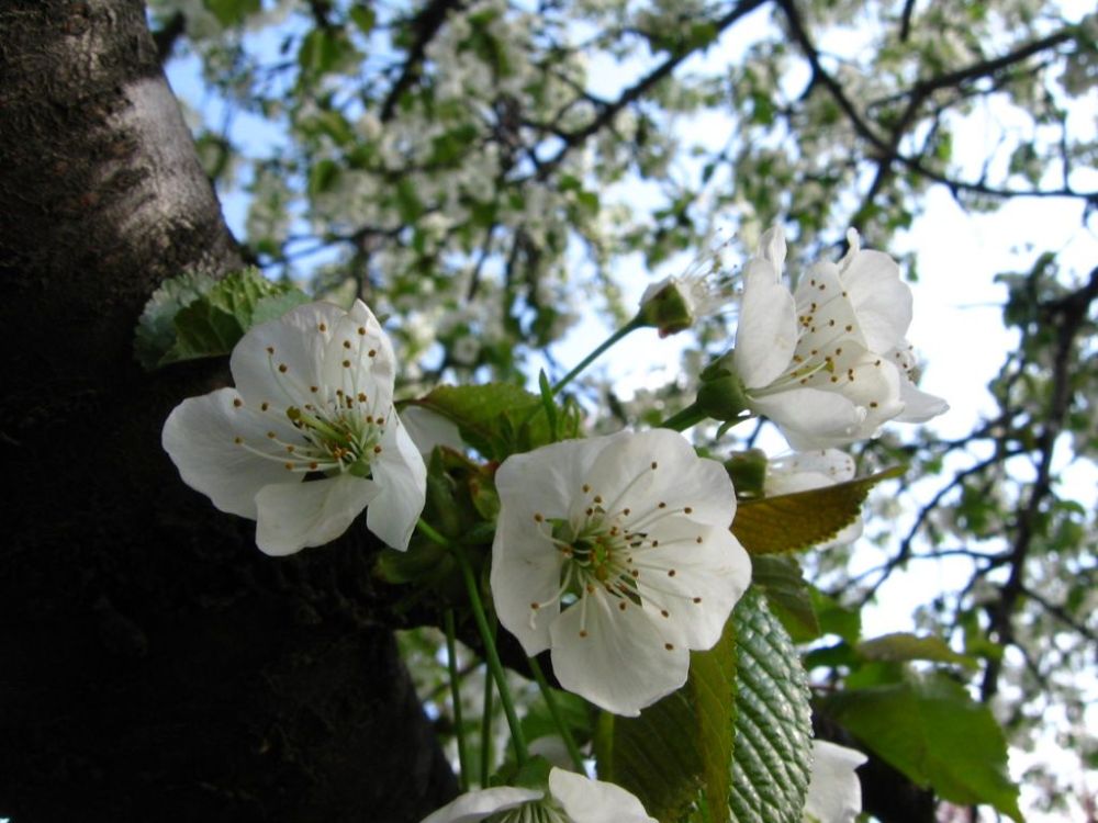 Baby Cherries