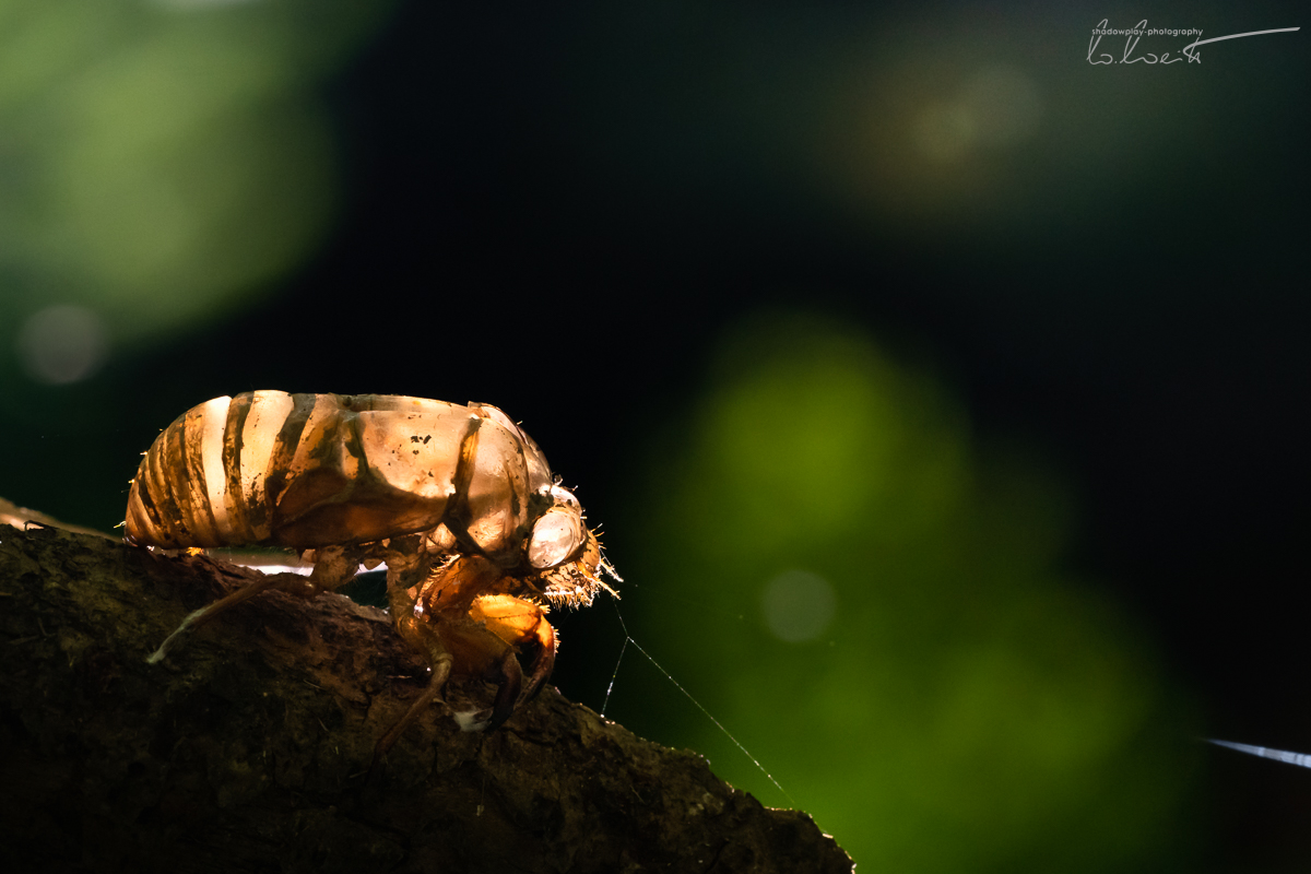 Baby Cicada ~ Sumba Barat