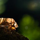 Baby Cicada ~ Sumba Barat