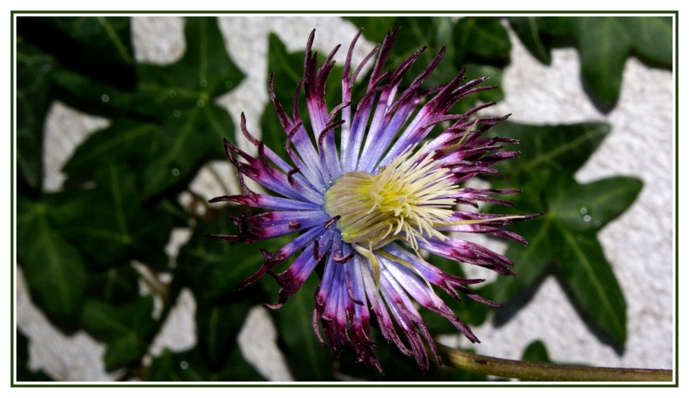 Baby Clematis