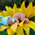 Baby Cool im Blütenglück