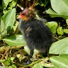 Baby coot