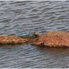 BABY CROC