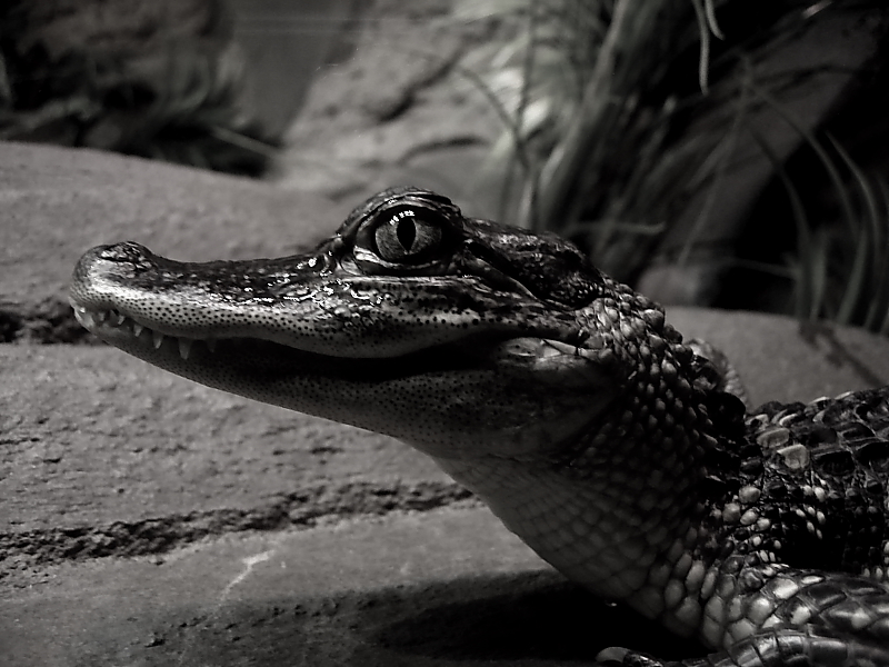 Baby Croc