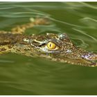 baby croc