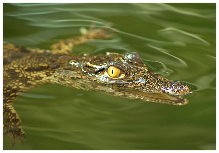 baby croc