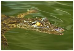 baby croc