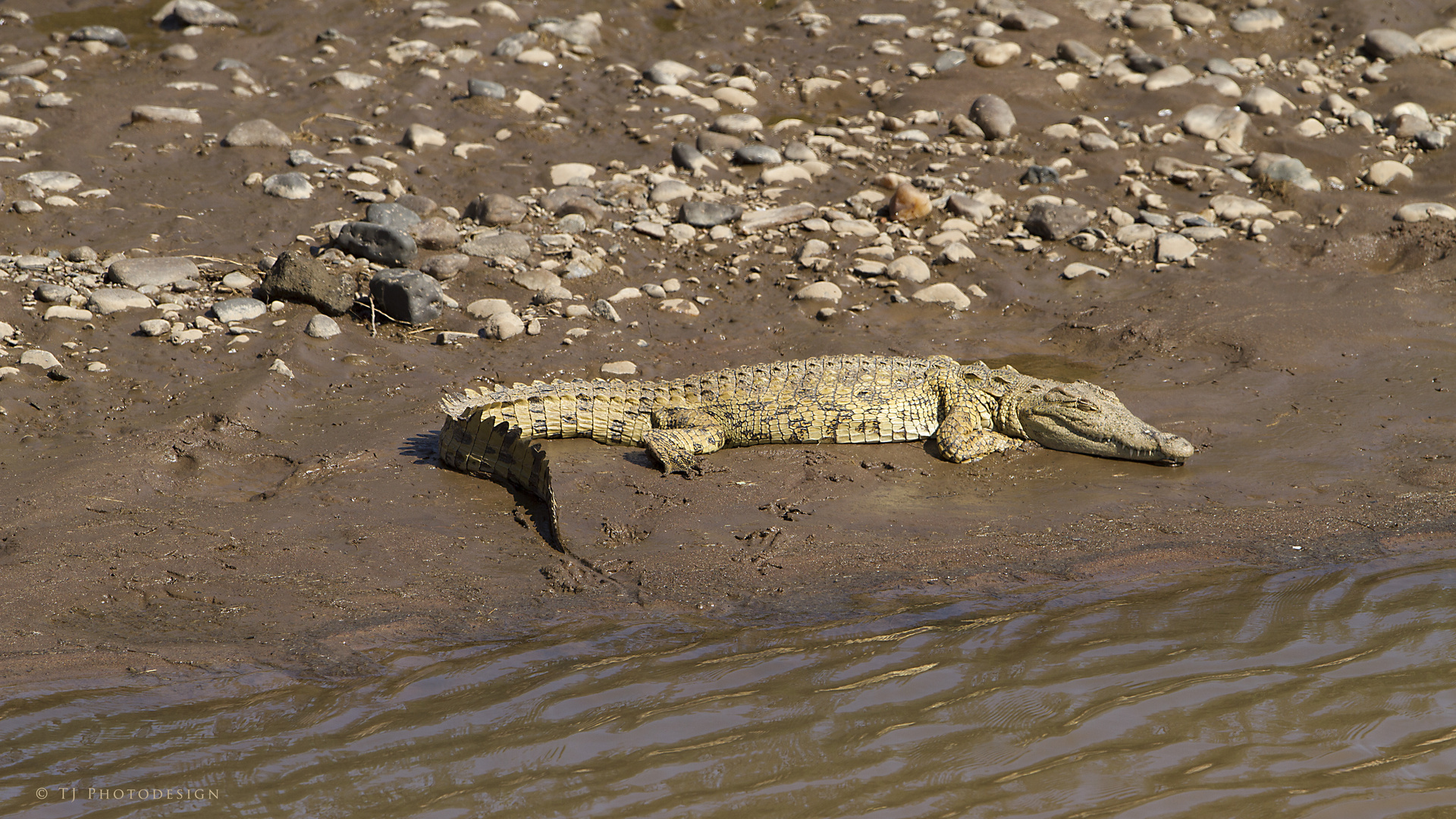 Baby-crocodile