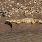 Baby-crocodile